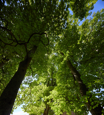 Up towards trees This is a landscape photograph taken in the morning during the summer season in the rural United Kingdom. The main subject of the image is a view looking up towards the trees, showing multiple tall trunks and branches that spread out and form a dense canopy of vibrant green leaves. Sunlight filters through the foliage, creating patterns of light and shadow that highlight the natural beauty of the area. The photograph captures the essence of nature in a rural setting, with the blue sky peeking through gaps in the leaves.